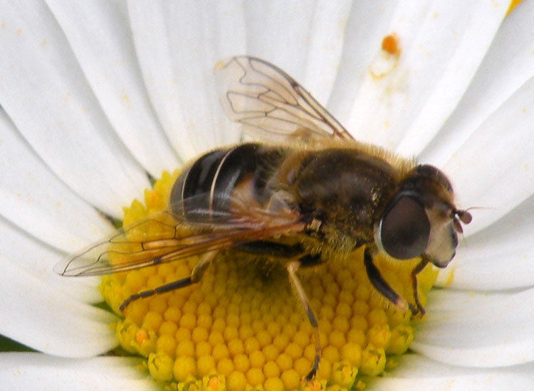 Eristalis interrupta?